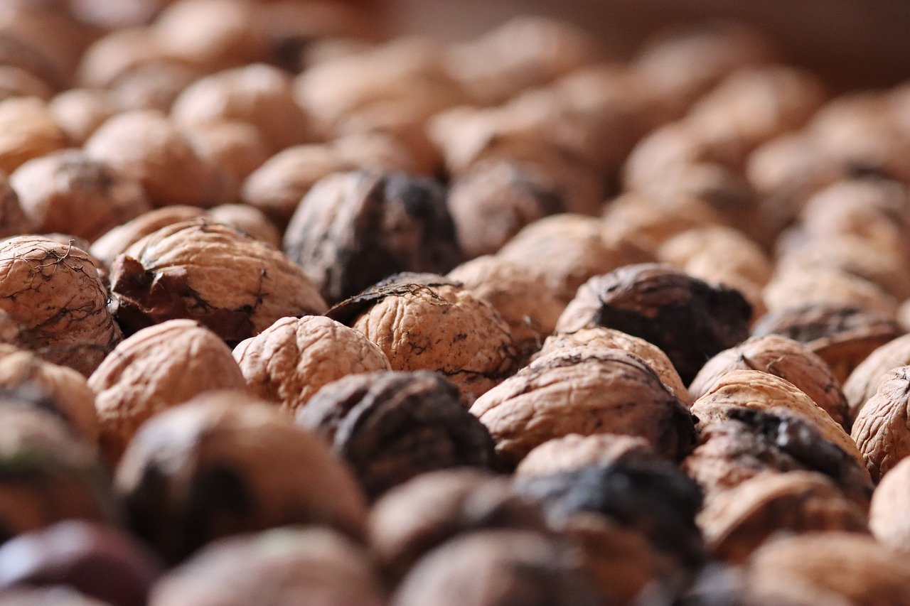 蚁族崛起辅助- 龙盛平台代理